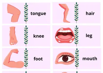 Body Dominoes Game With Words